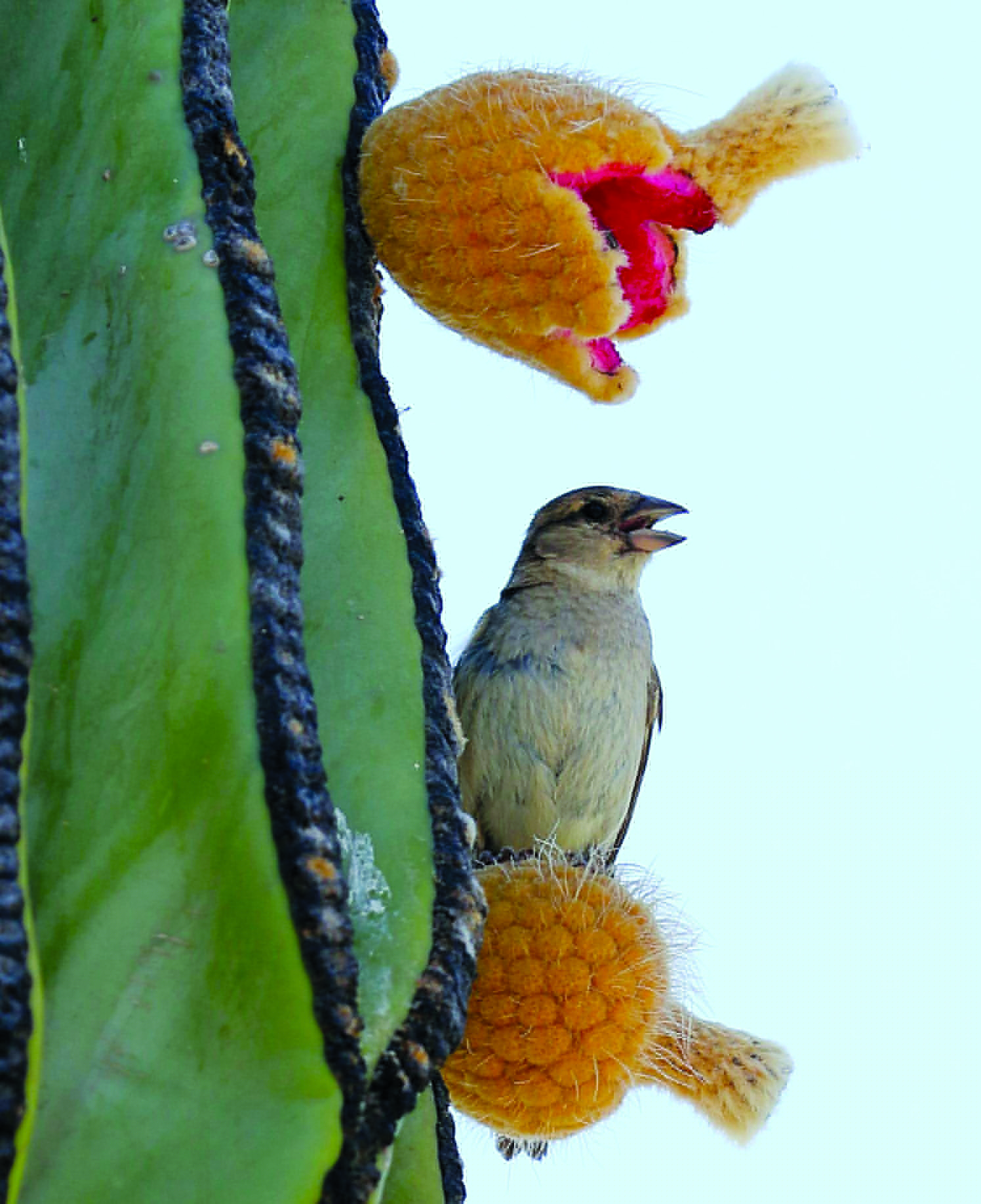 UN DESCANSO
Un pájaro se toma un breve descanso al estar alimentándose de dos pitahayas en el Centro Ecológico.