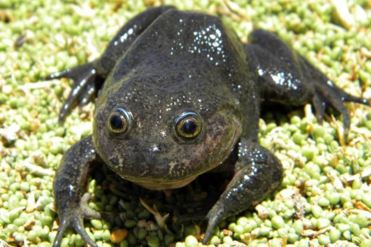 Detectan especie de rana que se creía desaparecida hace más de 80 años