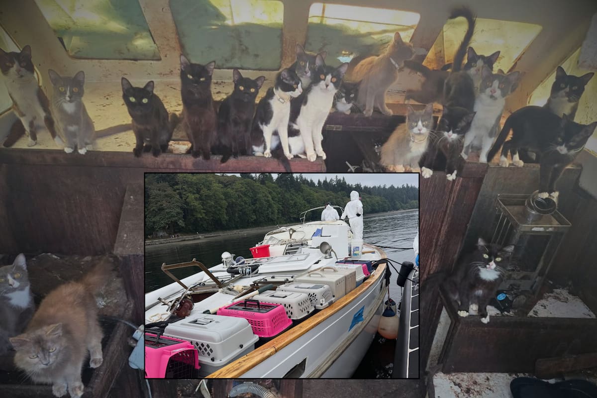 Más de 30 gatos son rescatados de un barco abandonado en Estados Unidos