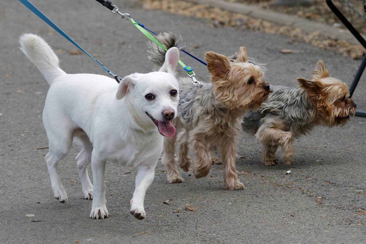 Prohibirán pasear a perros sin correa en Parque Lomas Hipódromo