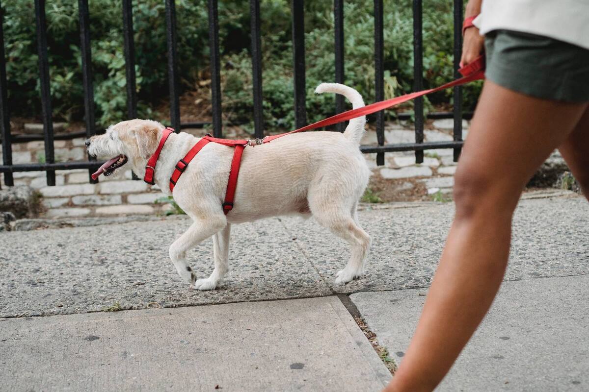 CDMX: Proponen sanciones por pasear perros sin correa