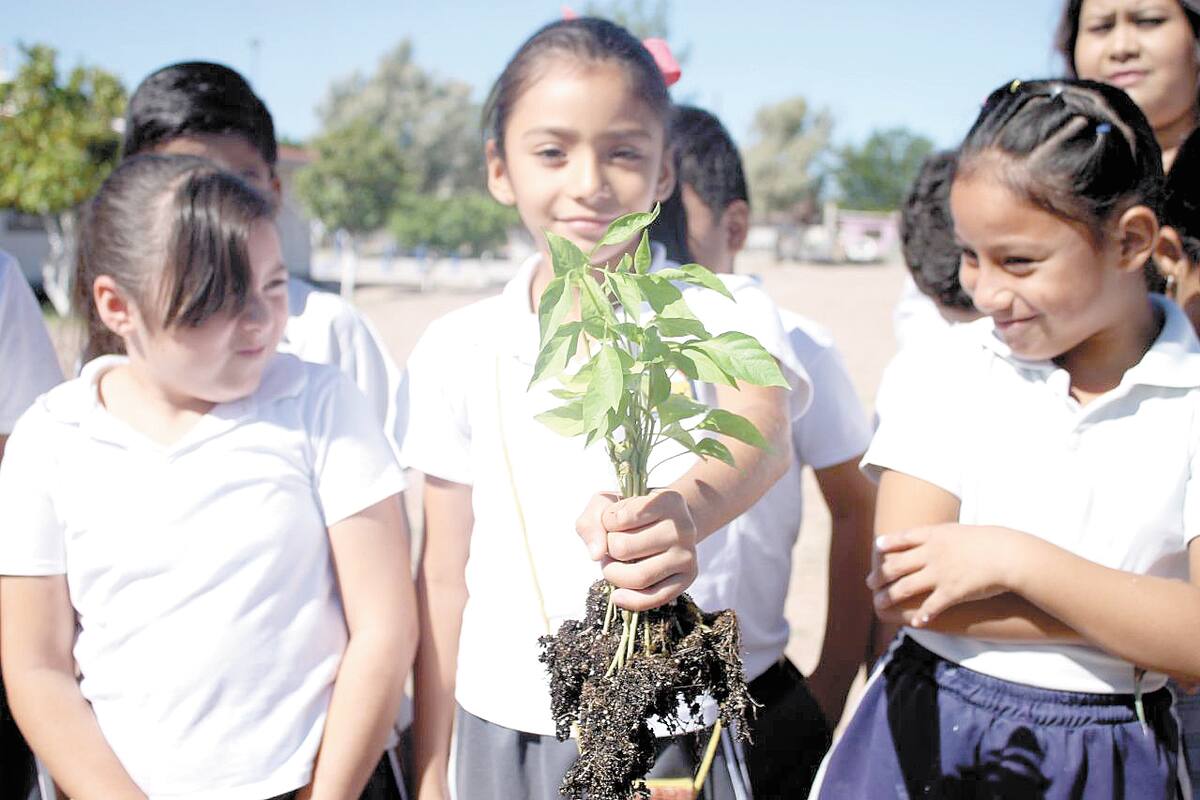 Realizan campaña de donación de árboles