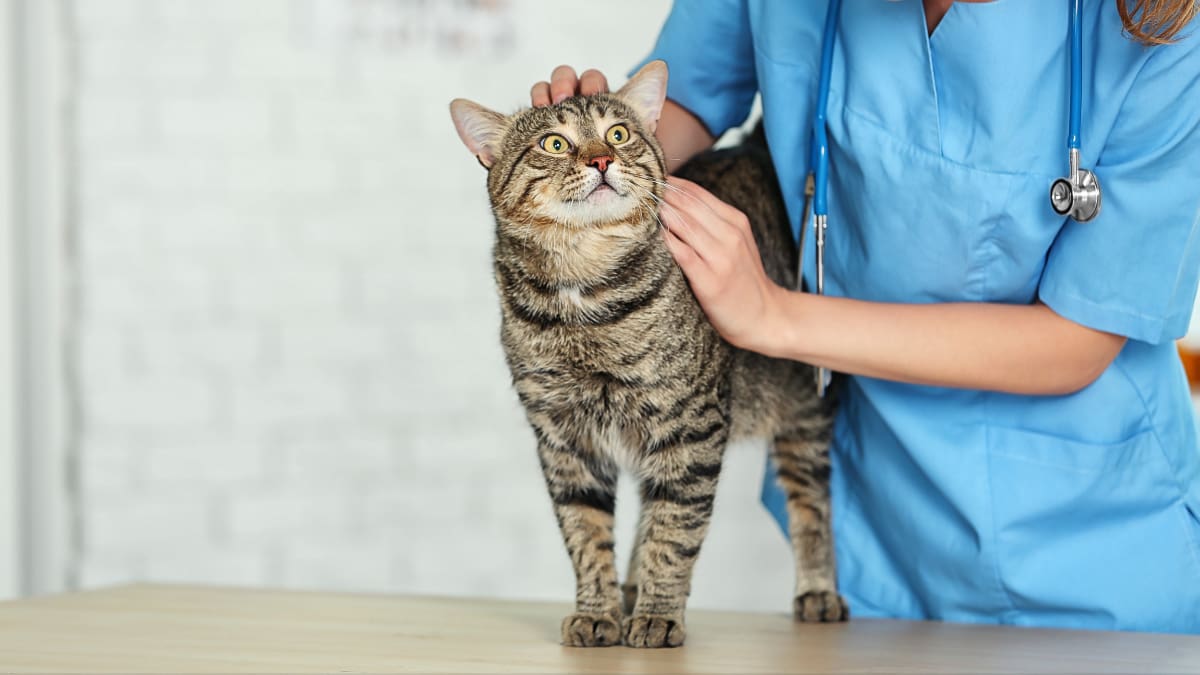 Considerar evaluaciones de referencia desde los siete a diez años, con una frecuencia adaptada a las condiciones de cada animal ayuda a prevenir enfermedades. Foto: Canva