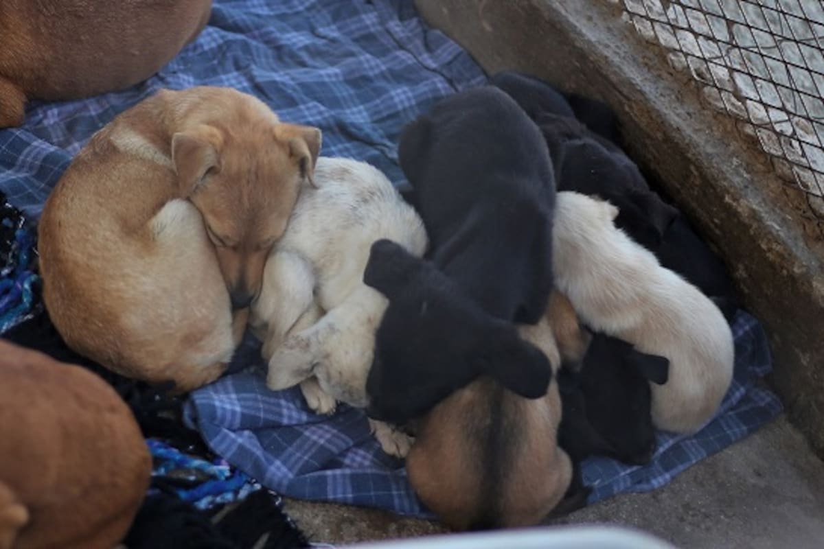 Reforzarán medidas por tema de perros callejeros en el municipio