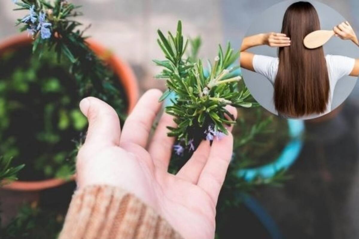 ¿Qué le pasa a tu pelo si lo lavas con romero?