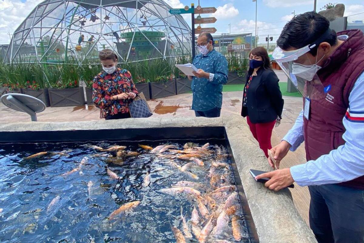 Pide ayuda Acuarios Michin porque la pandemia de Covid-19 puso en riesgo a los animales