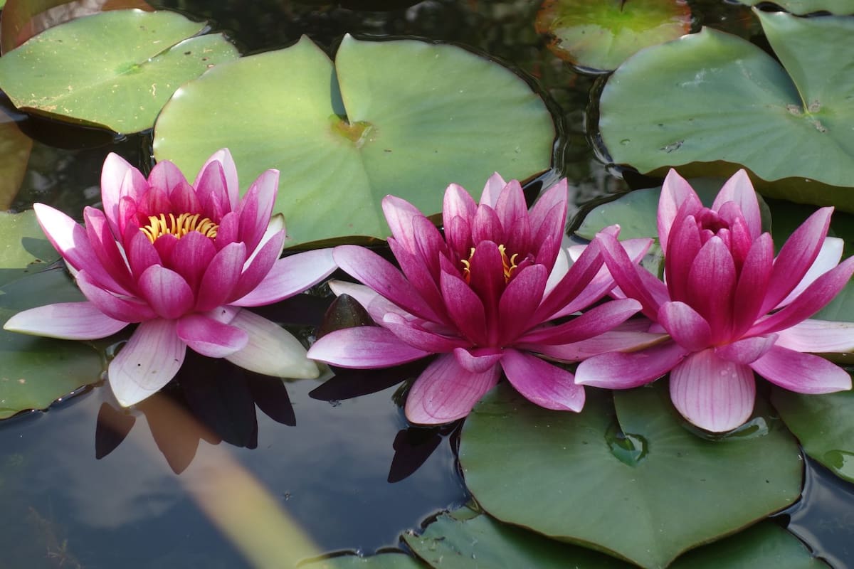 Atrae el amor a tu hogar con esta planta, según el Feng Shui