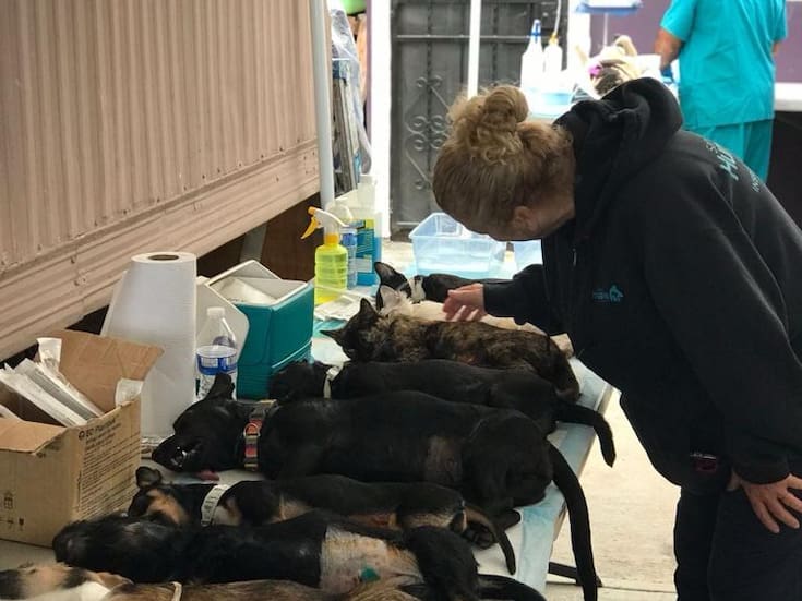 Ofrecerán 100 esterilizaciones gratuitas en Rosarito