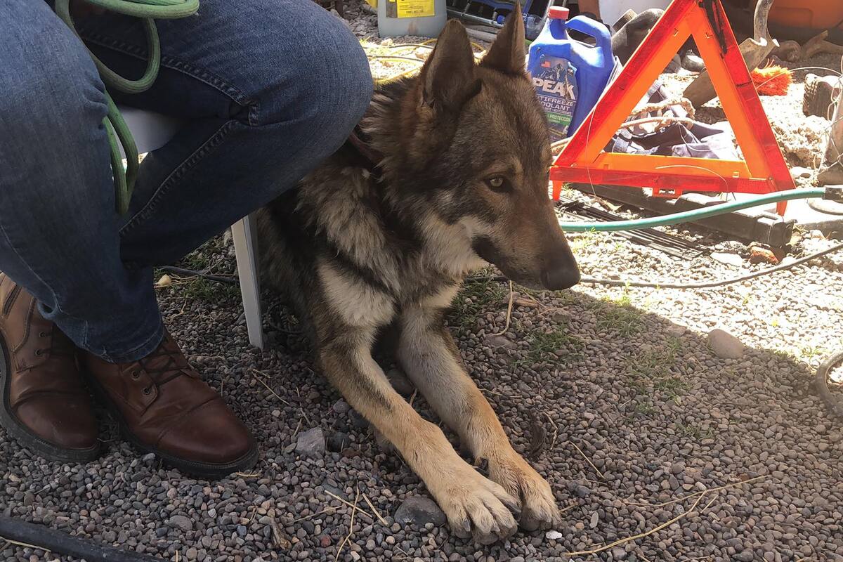 Supuesto lobo capturado en Ciudad Obregón, es un perro, aseguran propietarios