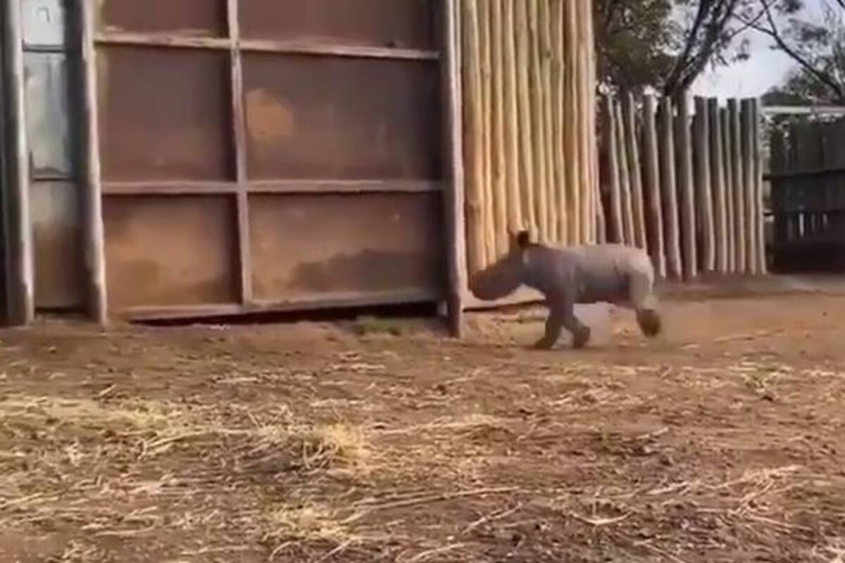 La ternura de un rinoceronte bebé al correr por el establo