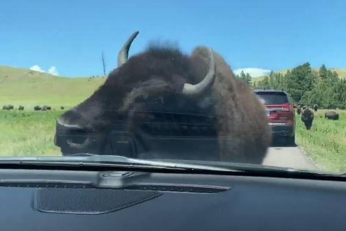 VIDEO: Mujer se topa con una manda de bisontes y uno de ellos le hace esto a su vehículo