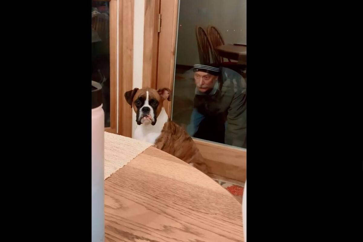 TIKTOK VIRAL: Perrito se "asusta" al ver la cara de su dueño en una ventana