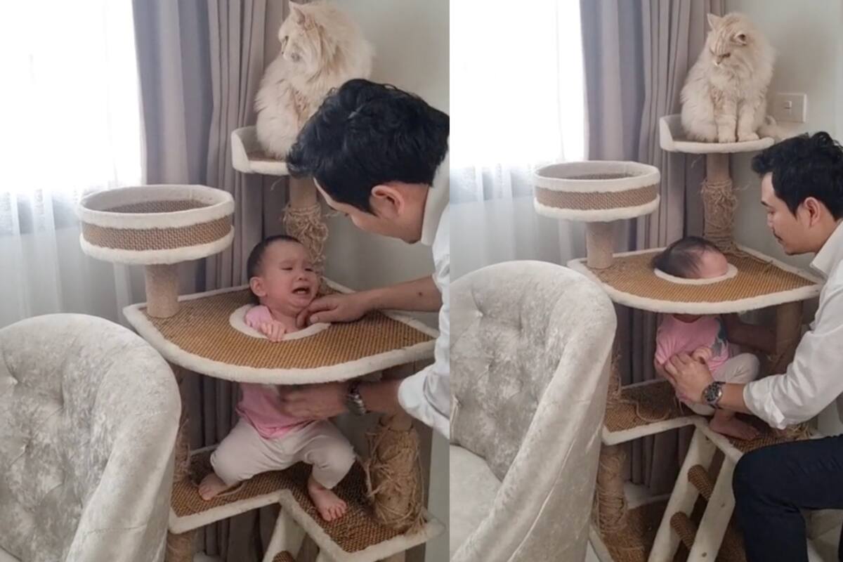 VIDEO: ¡la cabeza de este bebé se queda atorada en una torre para gatos!