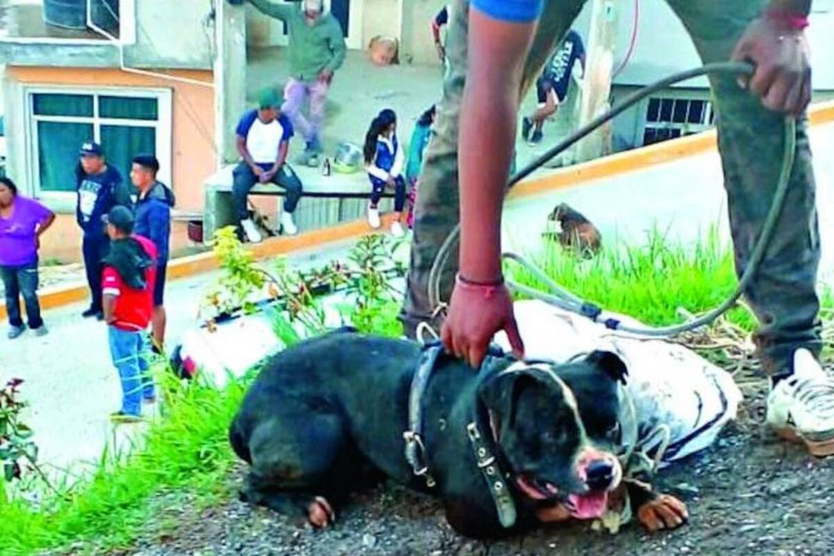 Muere niño atacado por pitbull que intentaban "cruzar" con otro perro