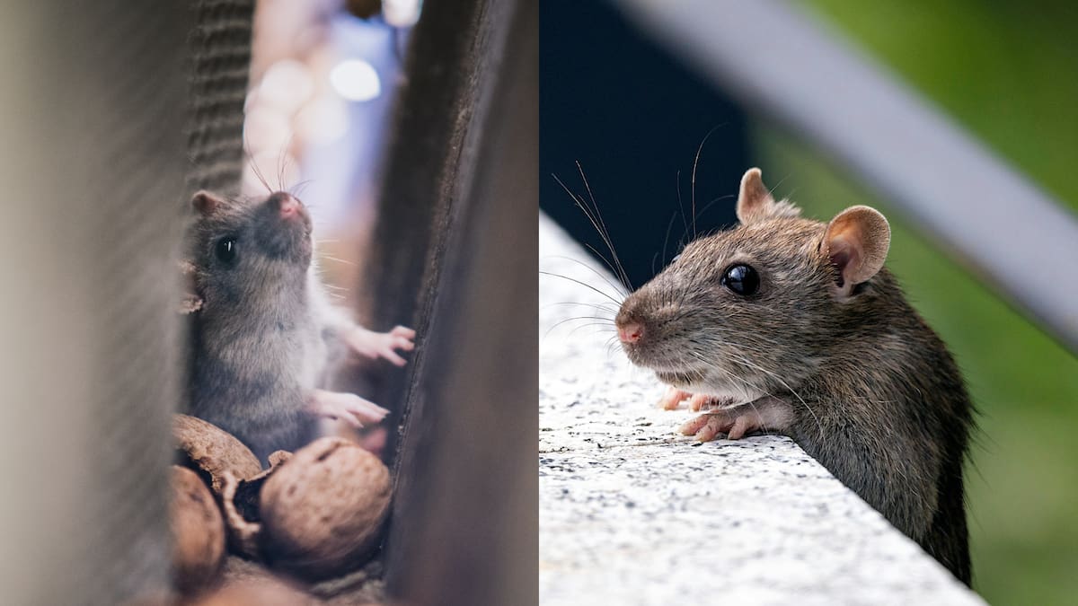 Autoridades sanitarias mantienen vigilancia tras reportes de contagios de hantavirus en pasajeros de un crucero internacional bajo observación médica. Foto: Canva