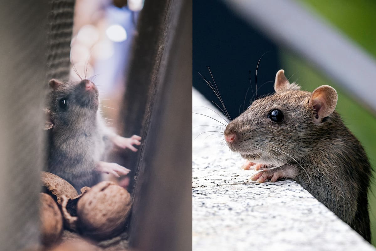 Cómo detectar la presencia de ratones en casa y evitar que se convierta en una plaga