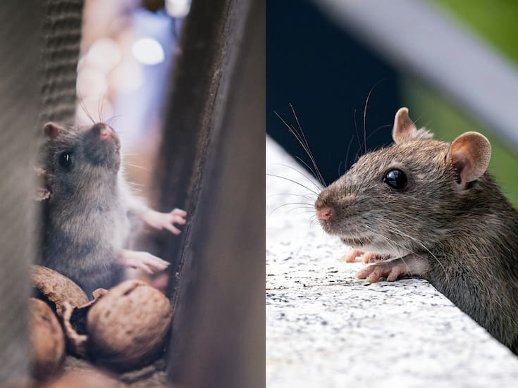 Cómo detectar la presencia de ratones en casa y evitar que se convierta en una plaga