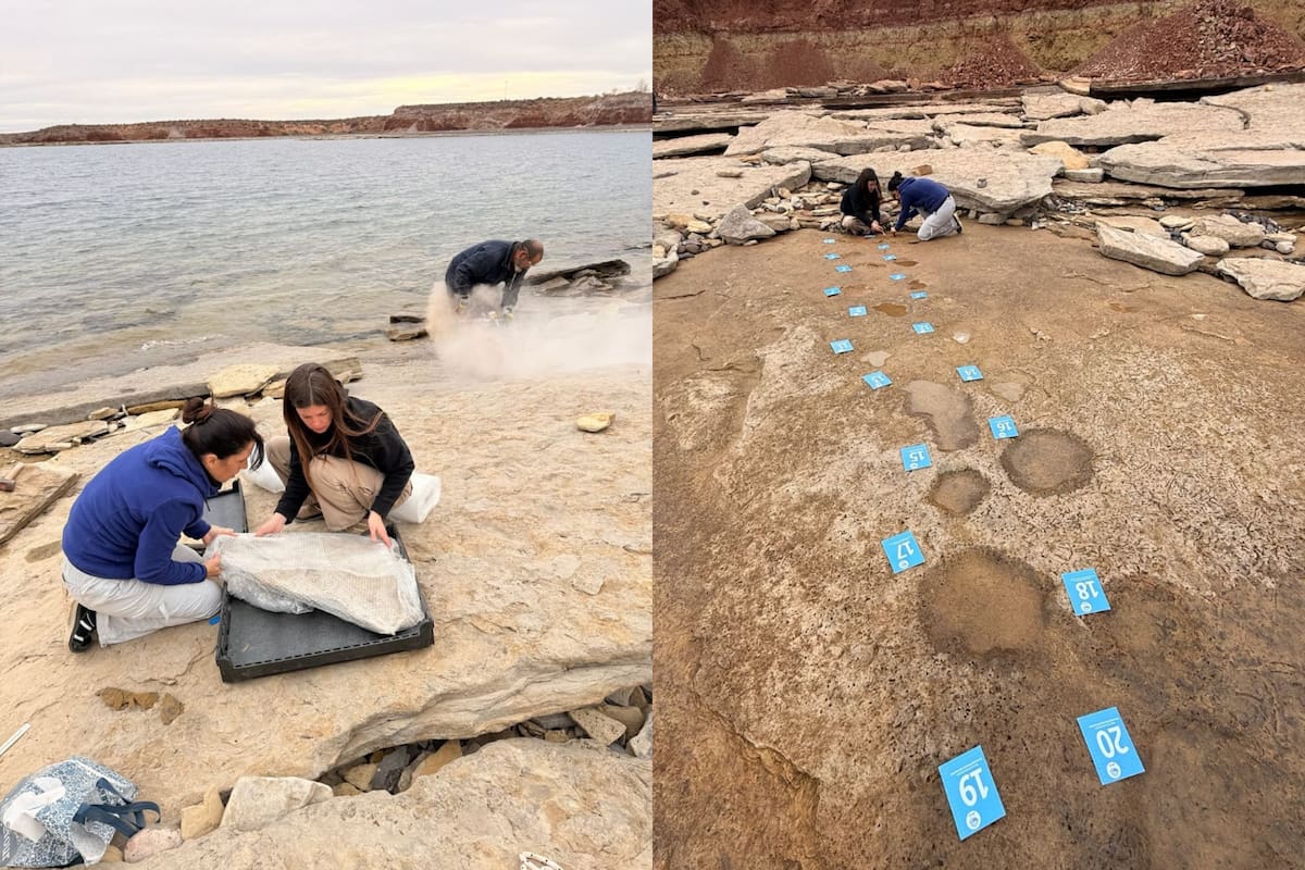 Un niño encontró huellas fósiles en las orillas de un lago y el hallazgo permitió descubrir rastros de aves y grandes saurópodos de la Patagonia del Cretácico que ahora serán estudiados y preservados