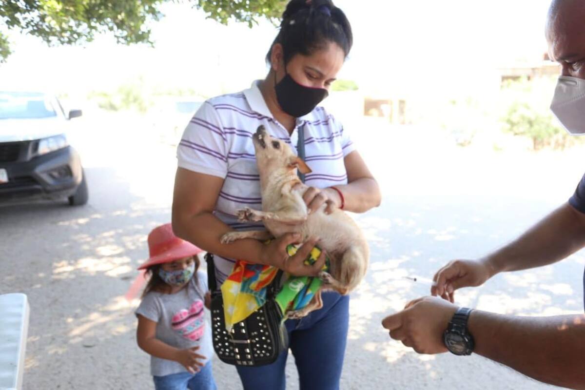 Invita personal de Salud a vacunar perros y gatos mayores de dos meses contra la rabia