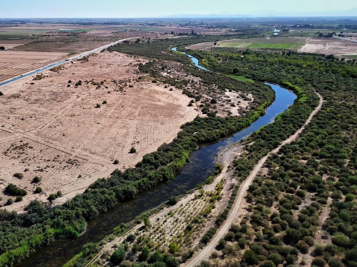 Así luce el río Colorado del lado mexicano, a más de una década de esfuerzos de restauración con flujos de agua con fines ambientales. (Foto: Fernando Guerrero)
