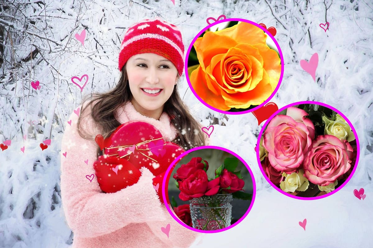 Día de San Valentín : ¿Cuál es el significado de cada color de rosa, según ChatGPT?