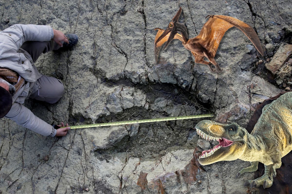 Inteligencia artificial analiza casi 2 mil huellas fósiles y logra identificar qué tipo de dinosaurio las dejó, revela estudio