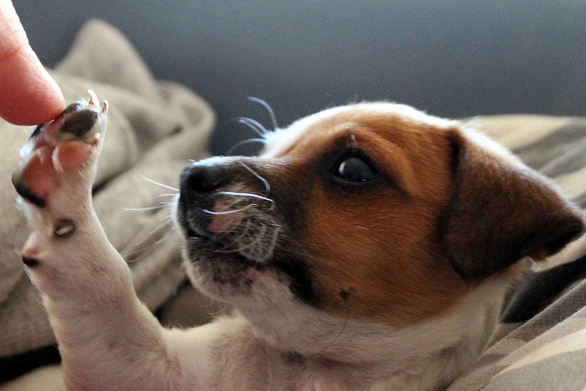 Día Mundial del Perro: un recordatorio de su impacto en nuestra salud