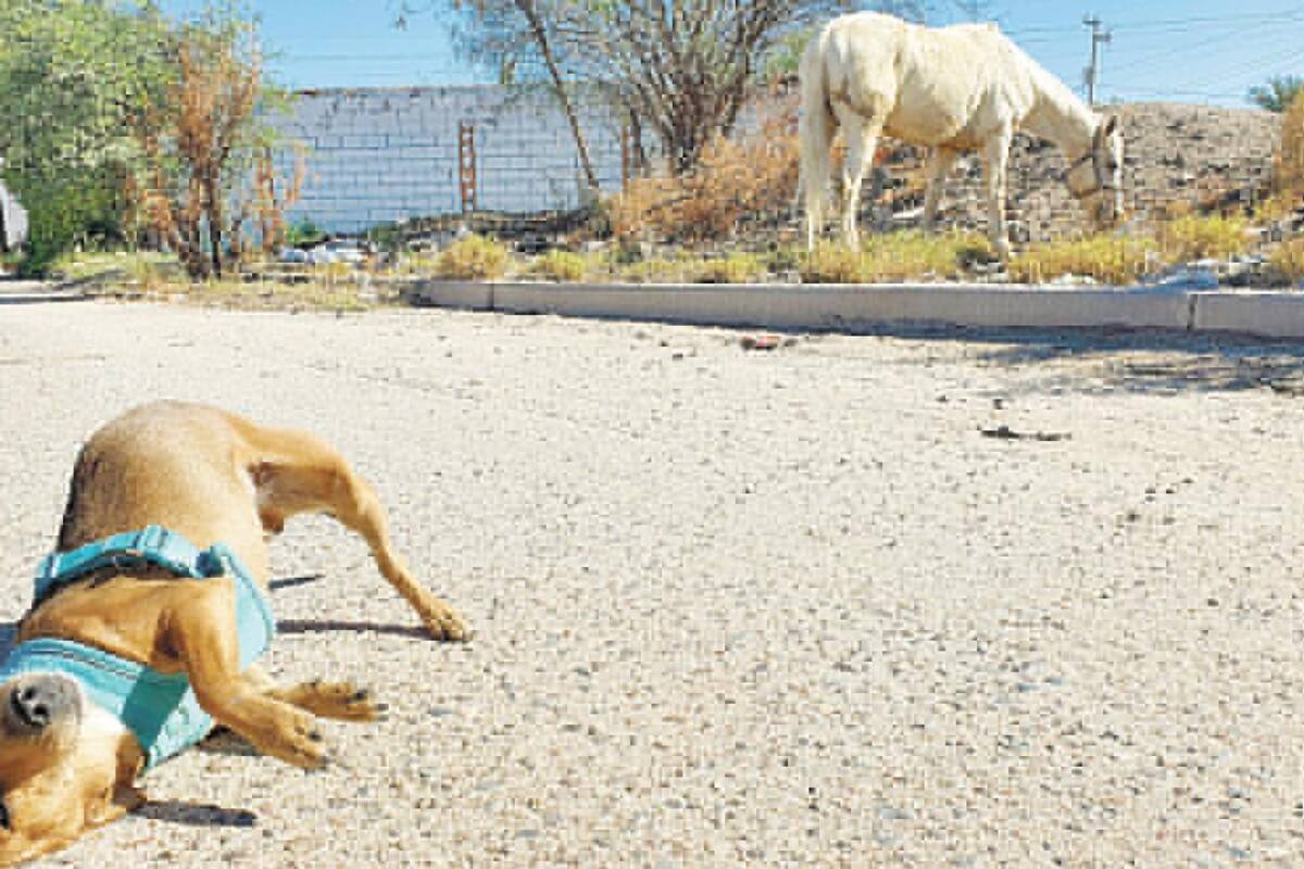 Van en contra del maltrato animal
