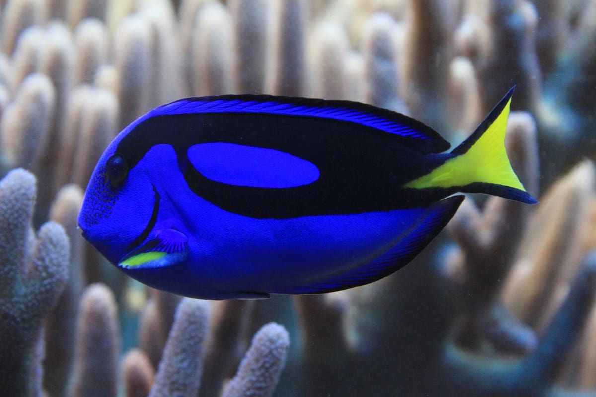 7 curiosidades del pez cirujano azul “Dory”