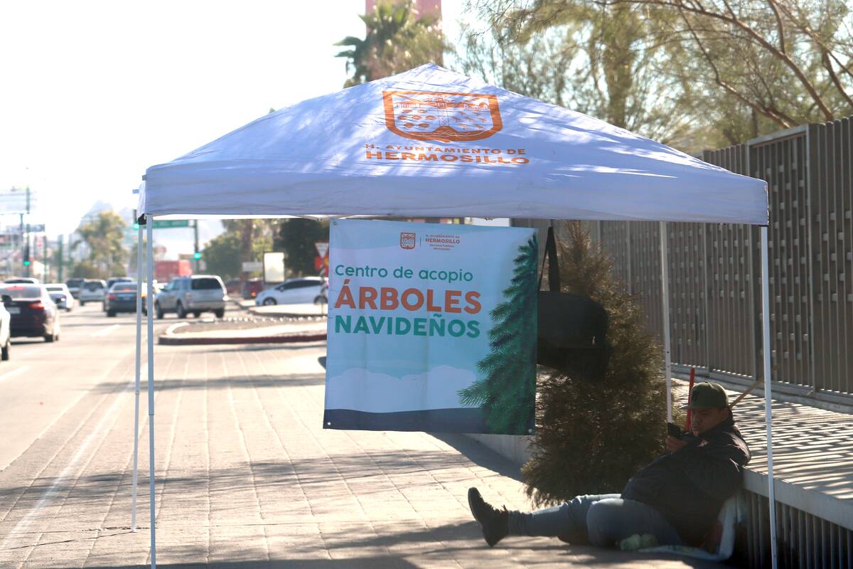 Recibirán árboles navideños hasta el 30 de enero para su reciclaje