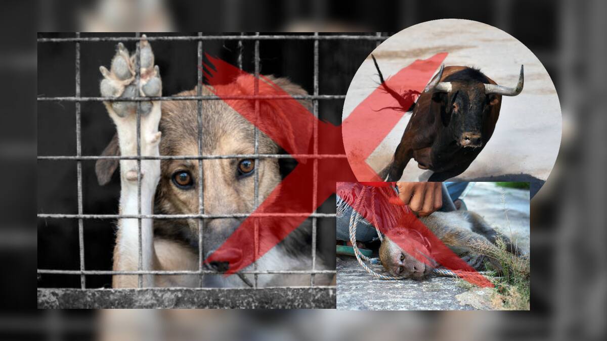 Estas son las actividades que quedan prohibidas en el estado, según la Ley de Protección Animal. Foto: Especial