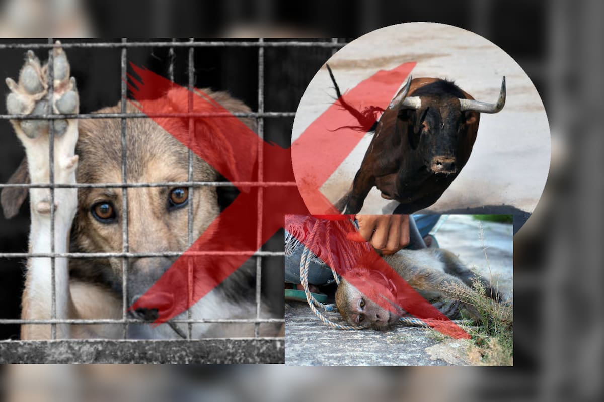 Sonora aprueba nueva ley de protección animal: Estas son las actividades que quedan prohibidas