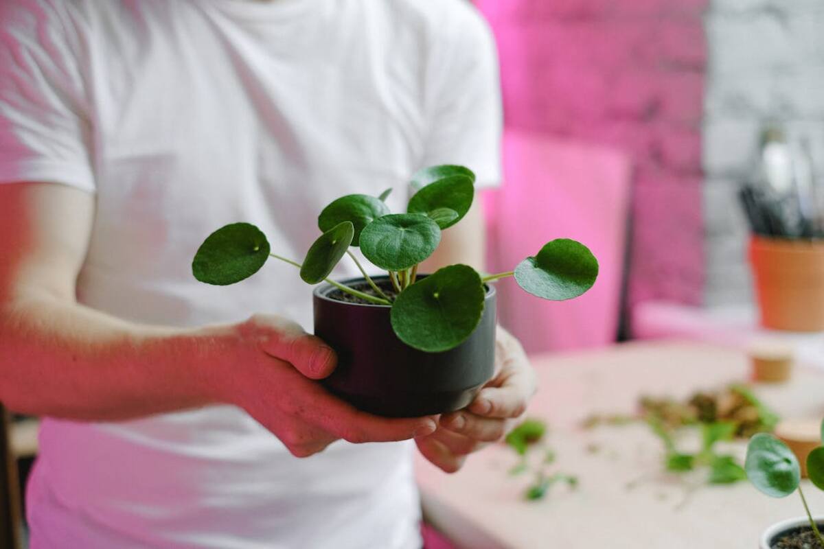 La Pilea Peperomioides: La planta del dinero | Foto: Pexels