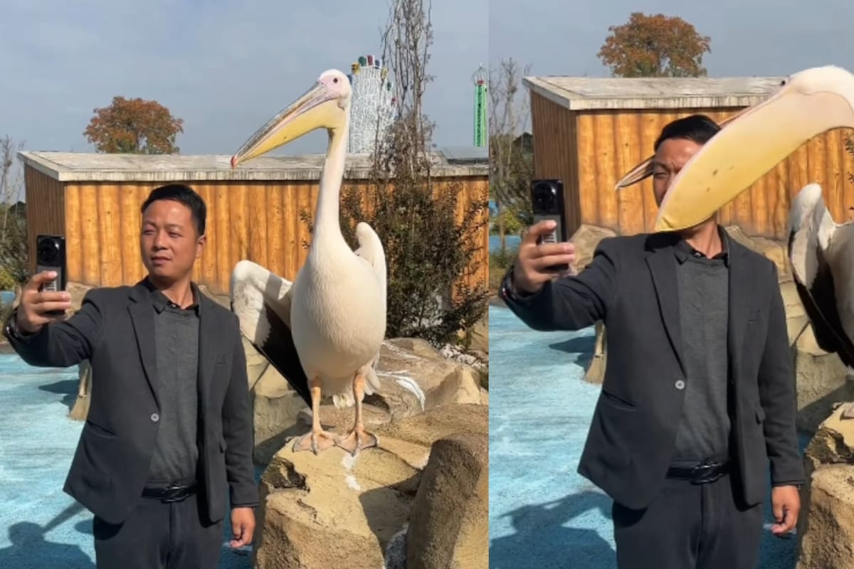 Hombre es mordido en la cabeza por un pelícano mientras intentaba tomarse una foto con él