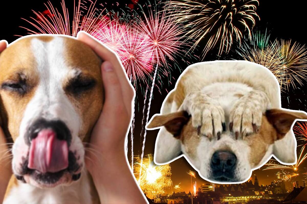 ¿Por qué los perros tienen miedo a los fuegos artificiales?