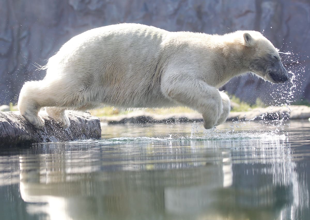 El oso polar Nanook salta al agua en el zoológico de Gelsenkirchen, Alemania, el 25 de junio de 2019. Alemania se enfrenta a una ola de calor con temperaturas de hasta 40 grados centígrados. (Roland Weihrauch/dpa vía AP)