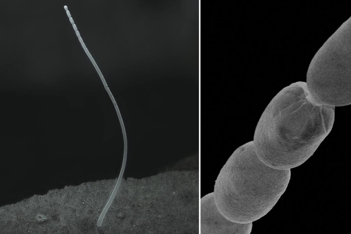 Encuentran la bacteria más grande del mundo, se puede observar a simple vista