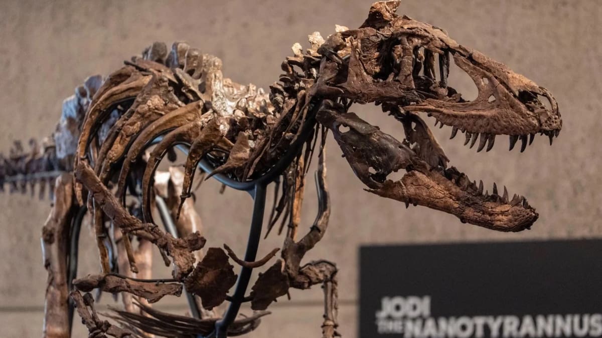En 2019 una ganadera de Montana descubrió un esqueleto de dinosaurio de 67 millones de años que terminó vendido por 47.3 millones de dólares en Nueva York