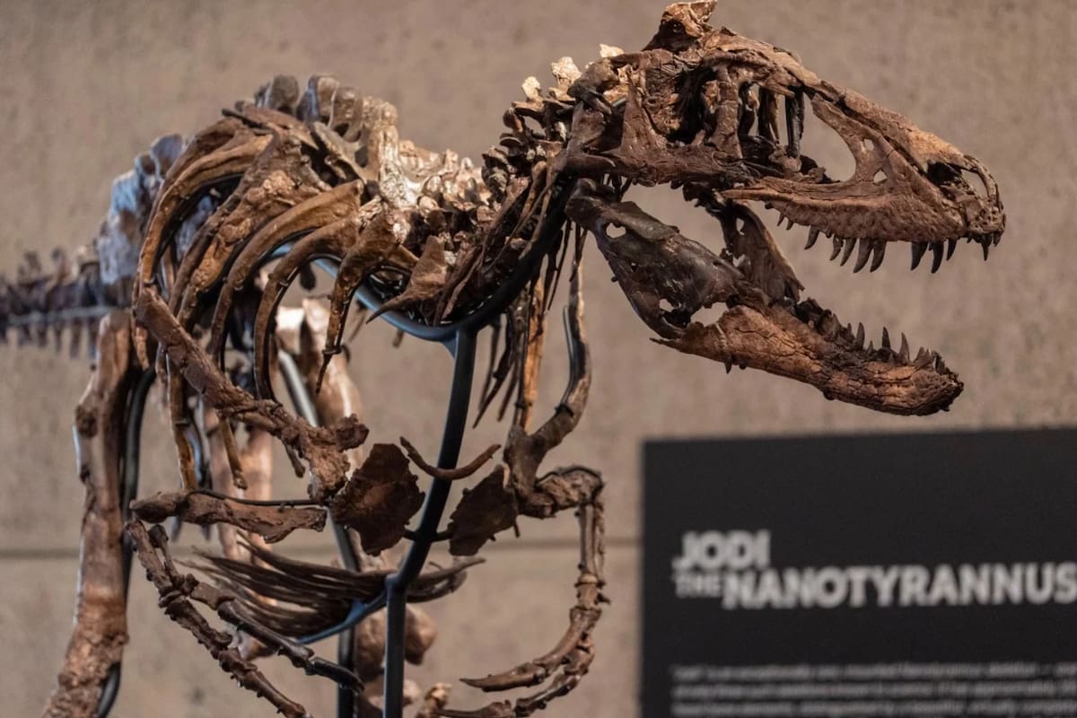 En 2019 una ganadera de Montana descubrió un esqueleto de dinosaurio de 67 millones de años que terminó vendido por 47.3 millones de dólares en Nueva York