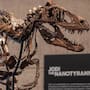 En 2019 una ganadera de Montana descubrió un esqueleto de dinosaurio de 67 millones de años que terminó vendido por 47.3 millones de dólares en Nueva York