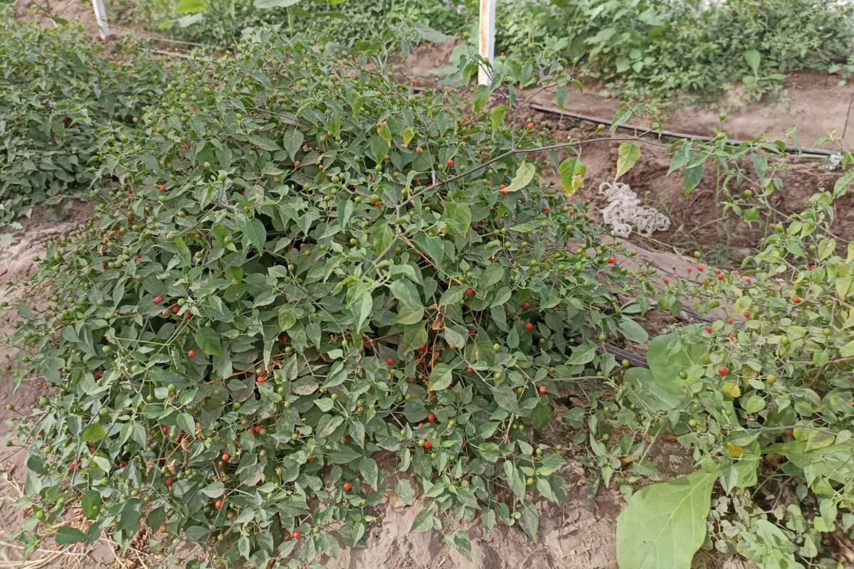 Etchojoa: Desarrollan nueva variedad de chiltepín