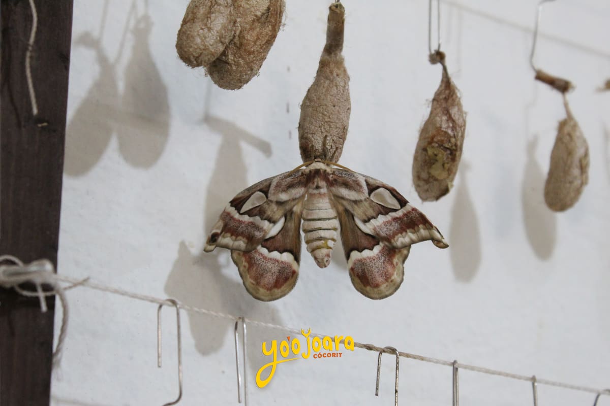 Mariposa Cuatro Espejos