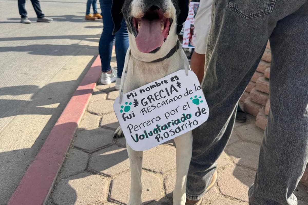Alcaldesa de Rosarito defiende restricciones en Control Animal tras protesta de rescatistas