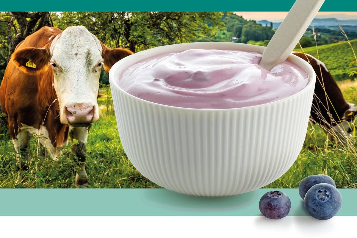 Contribuye el yogurt al desarrollo muscular, salud ósea y regeneración celular