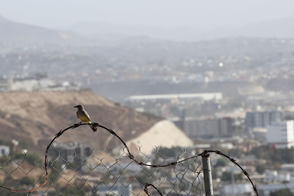 Vientos fuertes provocan caída de árboles y evacuaciones en la Zona Este de Tijuana