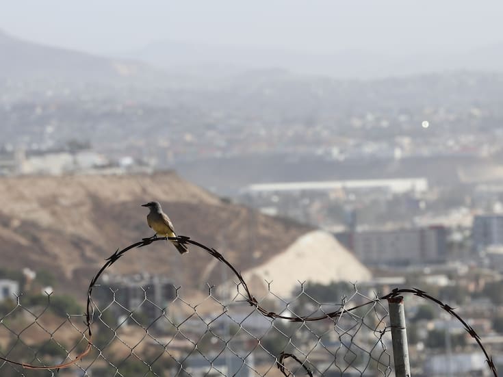 Vientos fuertes provocan caída de árboles y evacuaciones en la Zona Este de Tijuana