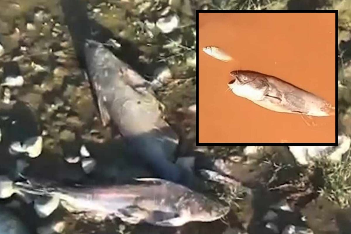 Investigan posible contaminación en parte del Río Yaqui