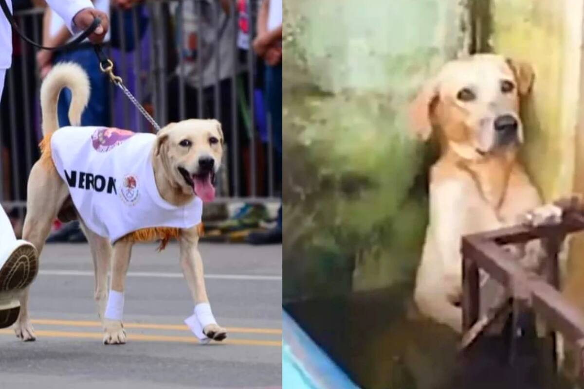 Nerón, perrito rescatado por la Semar en Tabasco, participa en desfile militar