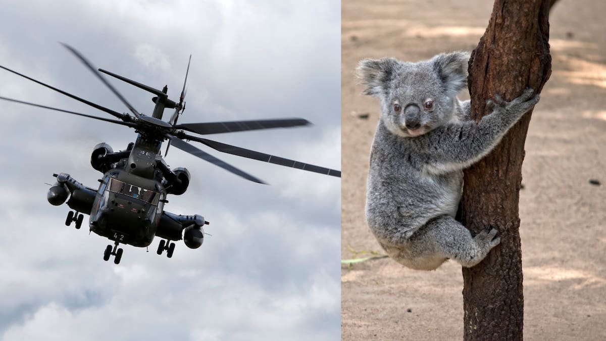 Australia mató a cerca de 1,000 koalas desde helicópteros para evitar que murieran lentamente tras un incendio, pero la decisión dejó una pregunta incómoda: ¿realmente no había otra forma de salvarlos?