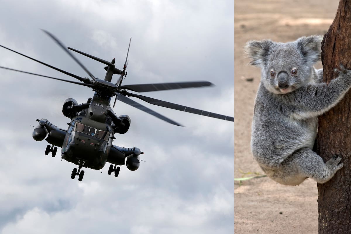 Australia mató a cerca de 1,000 koalas desde helicópteros para evitar que murieran lentamente tras un incendio, pero la decisión dejó una pregunta incómoda: ¿realmente no había otra forma de salvarlos?